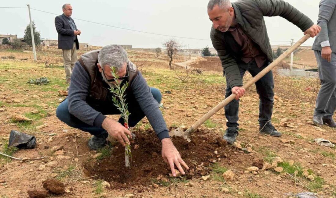 Mardin Büyükşehir Belediyesi tarafından hayata geçirilen Zeytinli Sıfır Atık Köyü