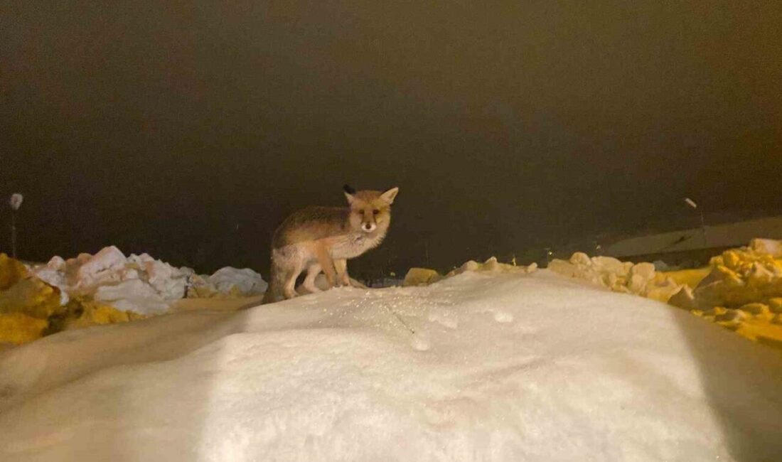 Tunceli’nin Ovacık ilçesinde zorlu kış şartları nedeniyle yiyecek bulamadığı için