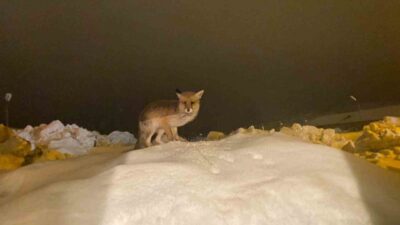 Tunceli’nin Ovacık ilçesinde zorlu kış şartları nedeniyle yiyecek bulamadığı için