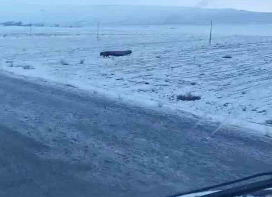 Bitlis’in Adilcevaz ilçesinde yol kenarındaki tarlada gezen domuz sürüsü cep