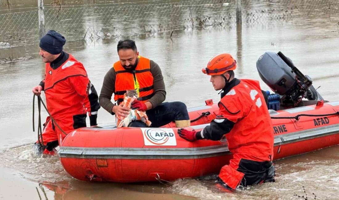 Edirne’de Meriç Nehri’nin taşması sonucu mahsur kalan hayvanlar, AFAD ekiplerince