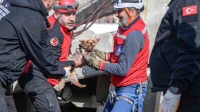 İzmir Büyükşehir Belediyesi, afetzede hayvanların doğru ve güvenli bir şekilde