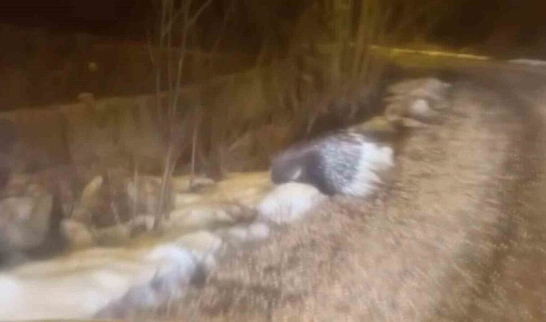 Afrika ve Akdeniz ülkelerinde sıklıkla görülen oklu kirpi, bu kez