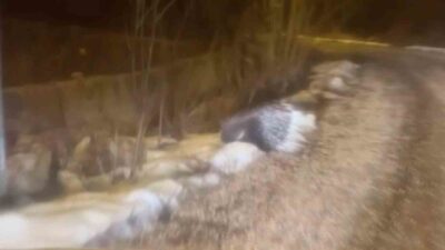 Afrika ve Akdeniz ülkelerinde sıklıkla görülen oklu kirpi, bu kez