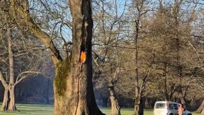 DÜZCE (İHA) – Düzce’nin Gölyaka ilçesinde gövdesindeki kovukta ateş yakılan