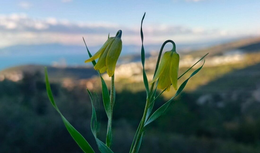 Aydın’ın Kuşadası çevresindeki kalkerli ve taşlık alanlarda Türkiye’ye özgü (endemik)