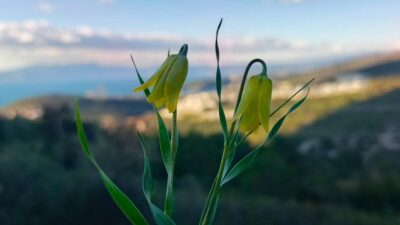 Aydın’ın Kuşadası çevresindeki kalkerli ve taşlık alanlarda Türkiye’ye özgü (endemik)