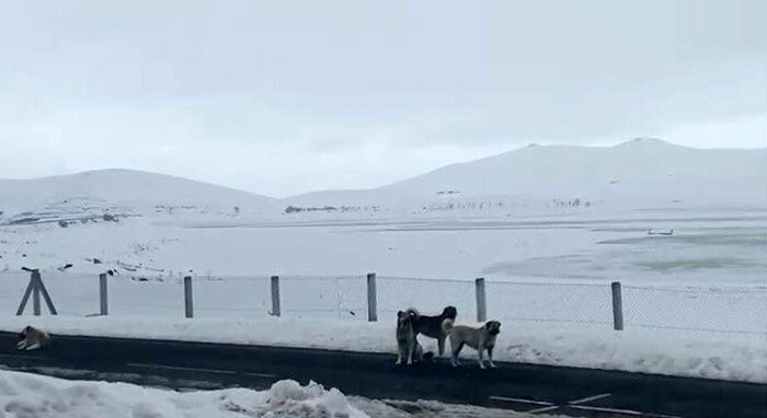 Ağrı’nın Patnos ilçe sakinleri tehlike saçan başıboş sokak köpekleri için