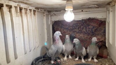 Ağrı’da zorlu kış şartlarına rağmen yedi yıldır evlerinin damında güvercin