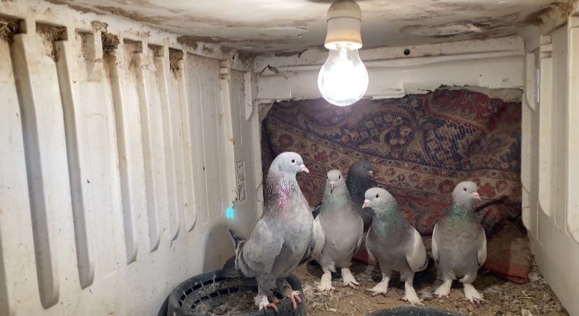 Ağrı’da zorlu kış şartlarına rağmen yedi yıldır evlerinin damında güvercin