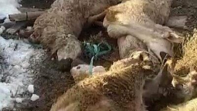 Sivas’ın Altınyayla ilçesinde bir ahırın çatısı, yağan karın ağırlığına dayanamayarak