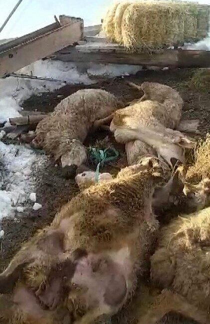 Sivas’ın Altınyayla ilçesinde bir ahırın çatısı, yağan karın ağırlığına dayanamayarak