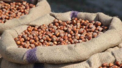 Ordu Altınordu Ziraat Odası Başkanı Atakan Akça, serbest piyasadaki fındık