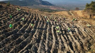 Manisa’nın Akhisar ilçesinde geçtiğimiz yıl çıkan orman yangınında zarar gören