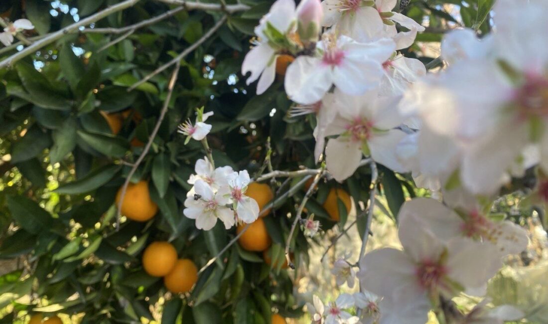 Antalya’da mevsim normallerinin üzerindeki sıcaklıklar bademi erken çiçeklendirdi, uzmanlar don
