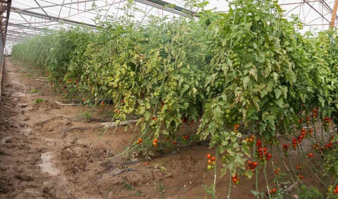 Antalya’nın Aksu ilçesinde ocak ayı içerisinde etkili olan aşırı yağış,