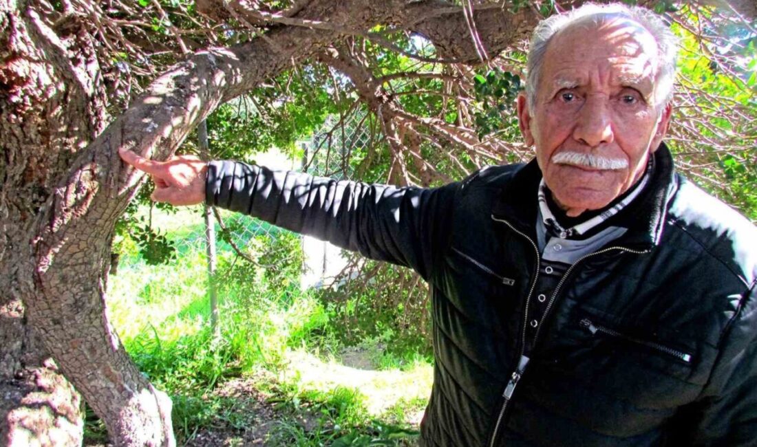 İzmir Alaçatı’da sakız üretiminin 70 yıllık geçmişi, üreticilerin tanıklıklarıyla gün