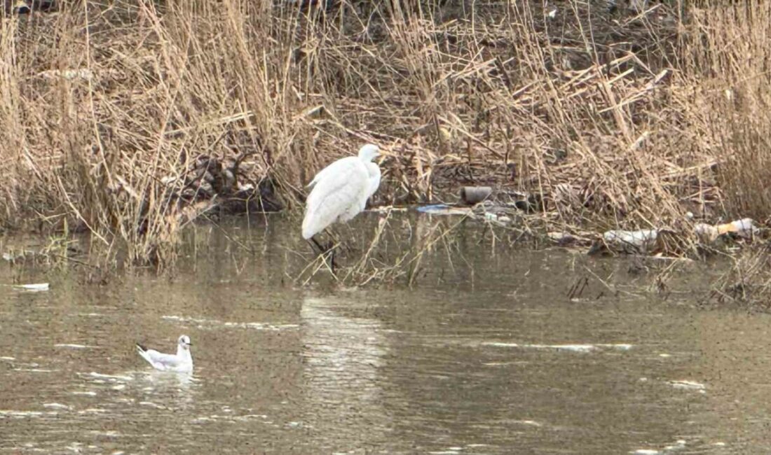 Zonguldak’ın Alaplı ilçe sınırları içerisinde yer alan Alaplı Çayı, göç
