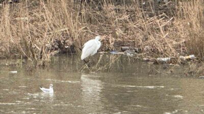 Zonguldak’ın Alaplı ilçe sınırları içerisinde yer alan Alaplı Çayı, göç
