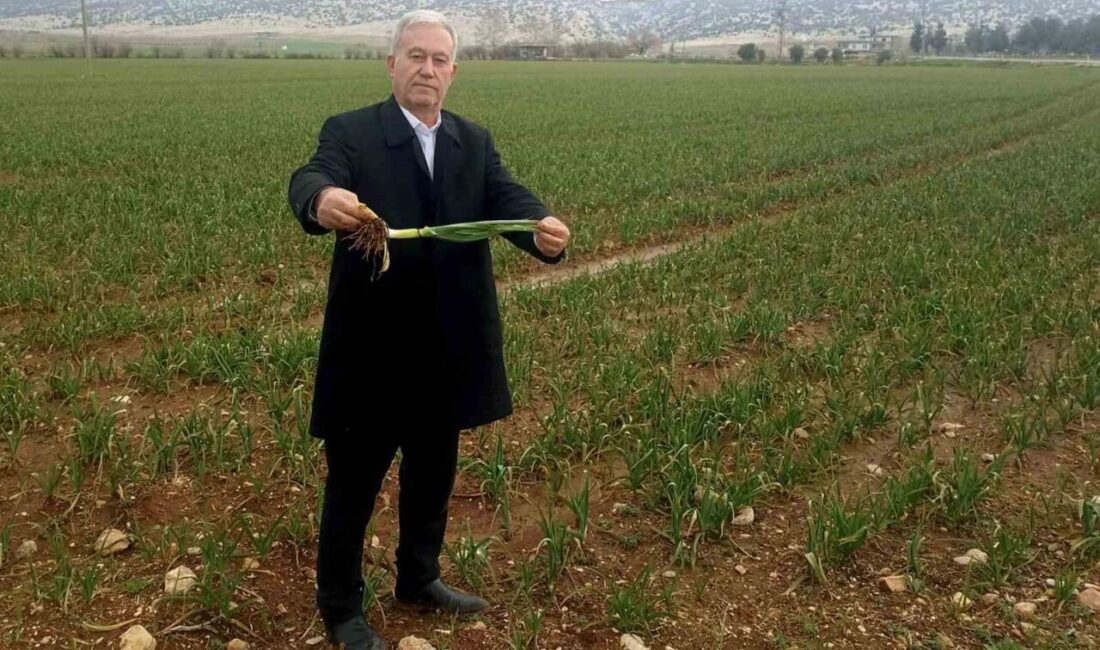 Araban Ziraat Odası ve Sarımsak Üretici Birliği Başkanı Hasan Altun,’’