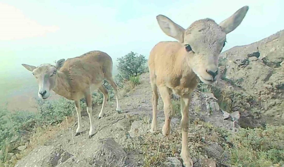 Koruma altında olan Anadolu yaban koyunu iki yavrusuyla Karaman’da görüntülendi.