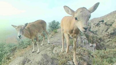 Koruma altında olan Anadolu yaban koyunu iki yavrusuyla Karaman’da görüntülendi.