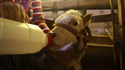 Elazığ’da Cömert ailesi, annesinin doğum esnasında öldüğü buzağıyı kendi çocuklarından