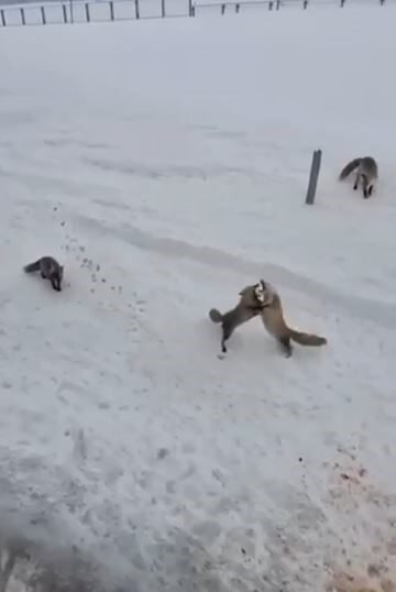 Ardahan’da karlı arazide av arayan tilkiler, Karayolları ekipleri tarafından ekmekle