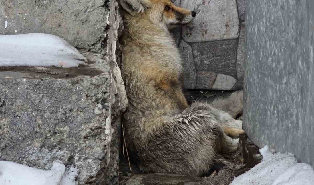 Ardahan’ın Damal ilçesinde araç çarpması sonucu yaralanmış halde bulunan bir