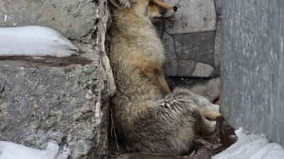 Ardahan’ın Damal ilçesinde araç çarpması sonucu yaralanmış halde bulunan bir