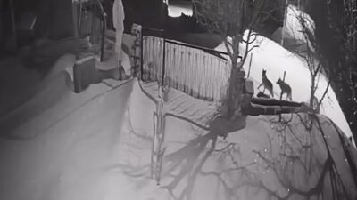 Artvin’in Şavşat ilçesinde aç kalan kurt sürüsünün sabaha karşı yerleşim