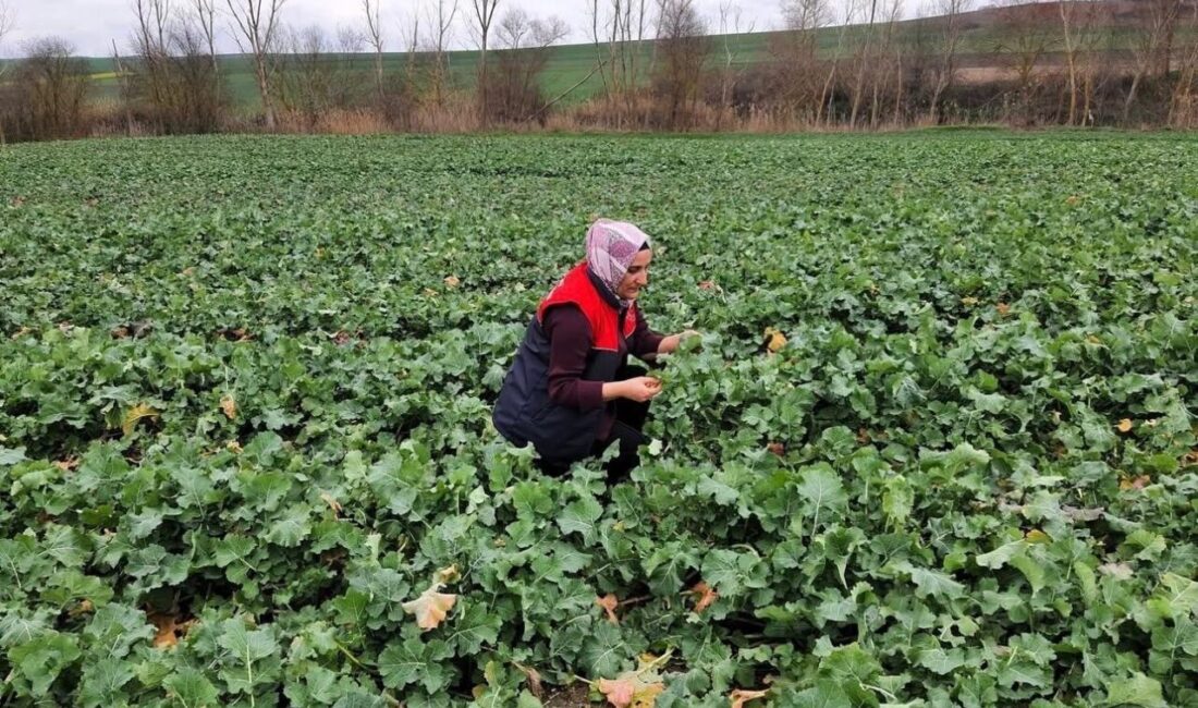 Kırklareli’nin Babaeski ilçesinde kanola ekili alanlarda teknik personel tarafından saha