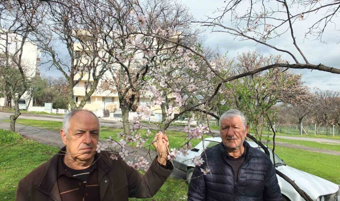 Balıkesir’in Burhaniye ilçesinde son günlerde yaşanan ılık havalar ağaçların çiçek