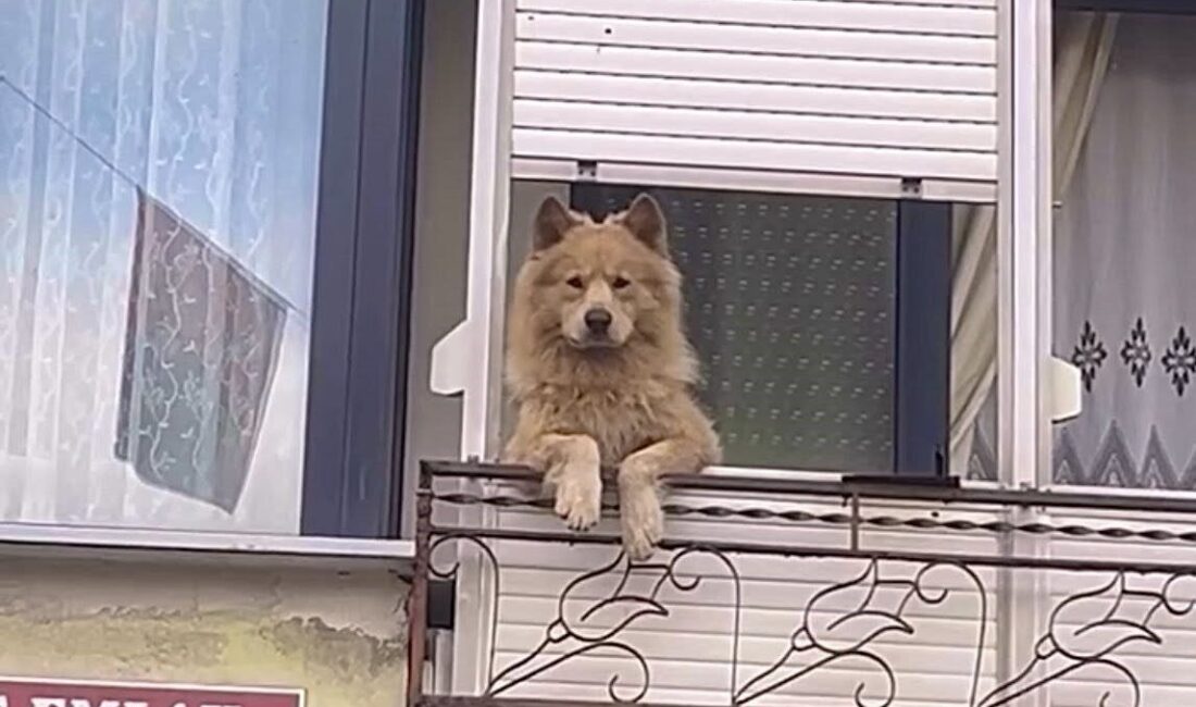 Tekirdağ’ın Hayrabolu ilçesinde balkondaki bir köpek, caddeyi izleyerek mahalle sakinlerinin