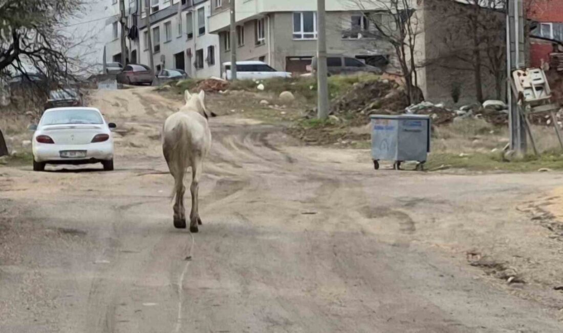 Eskişehir’in çeşitli bölgelerinde başı boş bir şekilde dolayan, karınları doyurmak