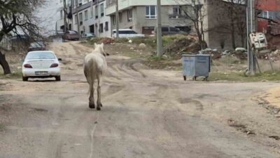 Eskişehir’in çeşitli bölgelerinde başı boş bir şekilde dolayan, karınları doyurmak