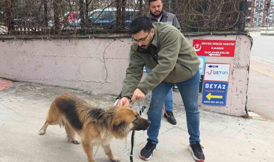 SAMSUN (İHA) – Samsun’da insan ve diğer hayvanların sağlığına tehdit