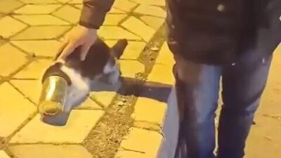 Elazığ’da başına konserve sıkışan kedi, yoldan geçen vatandaşlar tarafından çıkartılarak