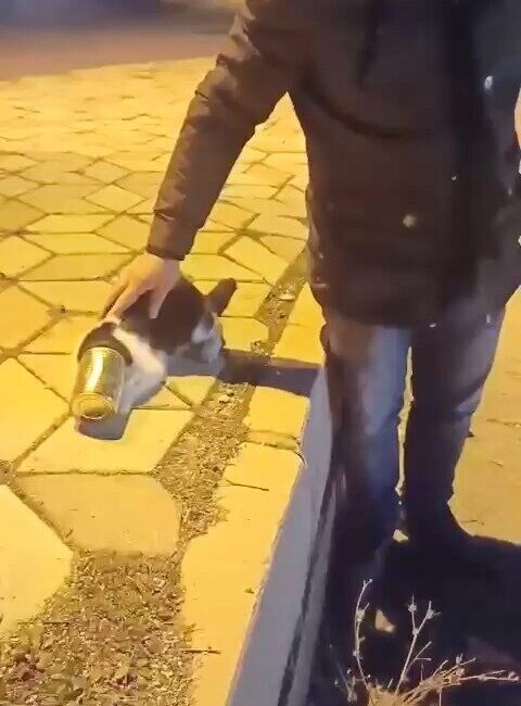 Elazığ’da başına konserve sıkışan kedi, yoldan geçen vatandaşlar tarafından çıkartılarak