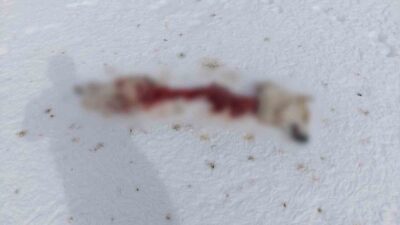 Van’ın Başkale ilçesinde soğuk kış şartlarından dolayı yiyecek bulamayan kurtlar,