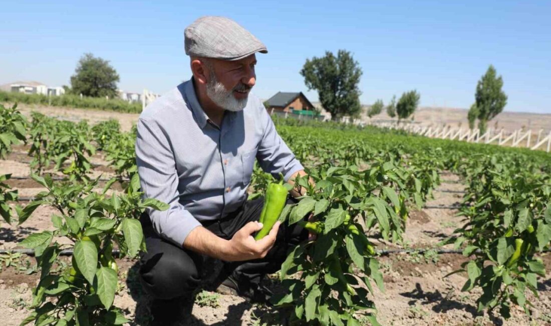 Kayseri’nin tarım merkezi Kocasinan’da üreticilere destek olmak ve yerel üretimi