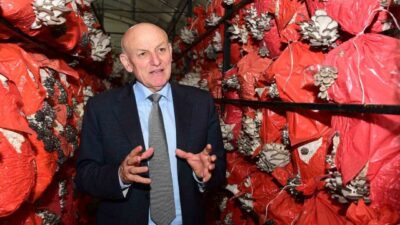 Samsun’un Terme ilçesinde kadın girişimcilerin öncülüğünde yürütülen istiridye mantarı üretimi,