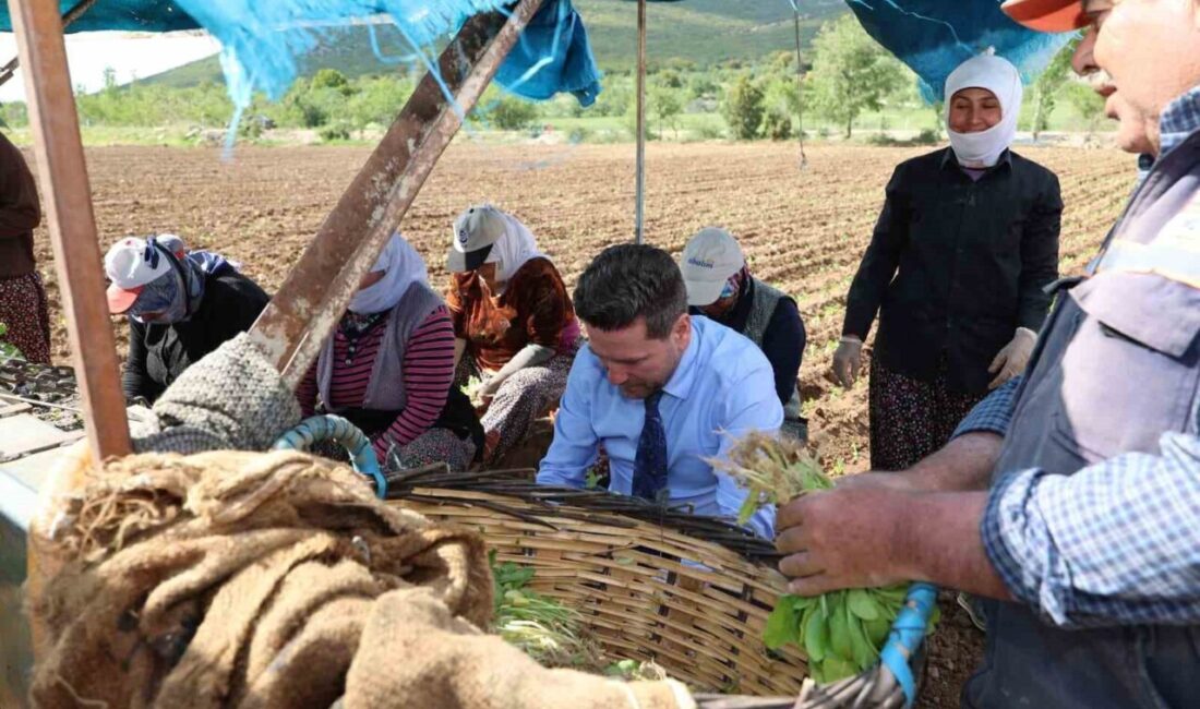 Tavas Belediye Başkanı Kadir Tatık, 2025 sezonunda üretilen ve Kasım