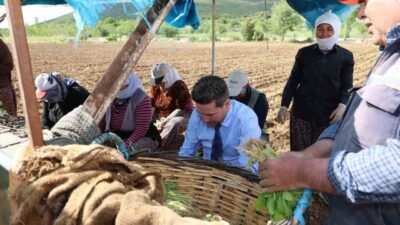 Tavas Belediye Başkanı Kadir Tatık, 2025 sezonunda üretilen ve Kasım