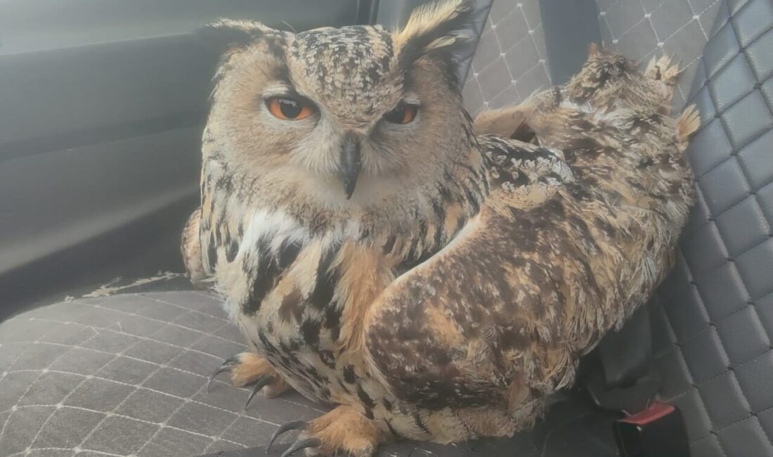 Bayburt’ta bir vatandaş tarafından bulunarak Doğa Koruma ve Milli Parklar
