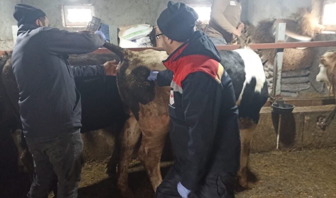 Konya’nın Beyşehir ilçesinde şap hastalığı ile mücadele çalışmaları aralıksız devam