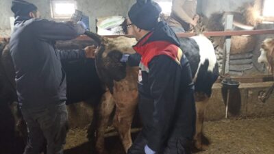 Konya’nın Beyşehir ilçesinde şap hastalığı ile mücadele çalışmaları aralıksız devam