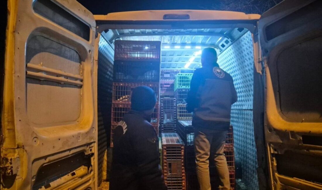 Bilecik’in Bozüyük ilçesinde dün gece yapılan yol kontrolünde, belgesiz hayvan