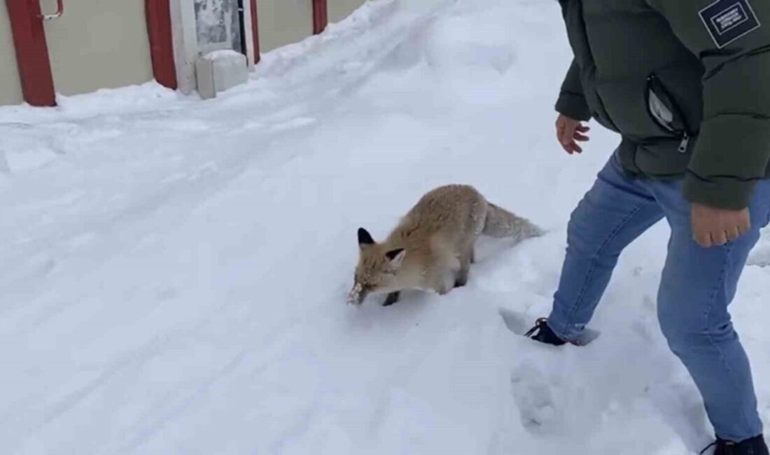 Bingöl’ün Karlıova ilçesinde kızıl tilki yiyecek bulmak için şehir merkezine