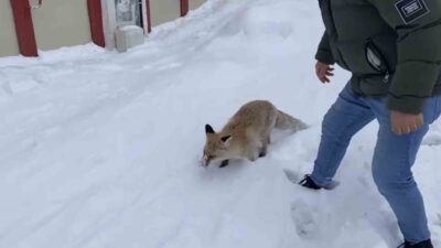 Bingöl’ün Karlıova ilçesinde kızıl tilki yiyecek bulmak için şehir merkezine